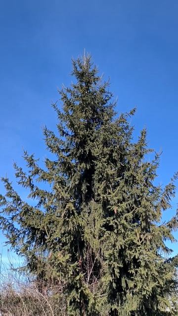 Весенняя ель