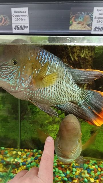 рыба моей мечты...