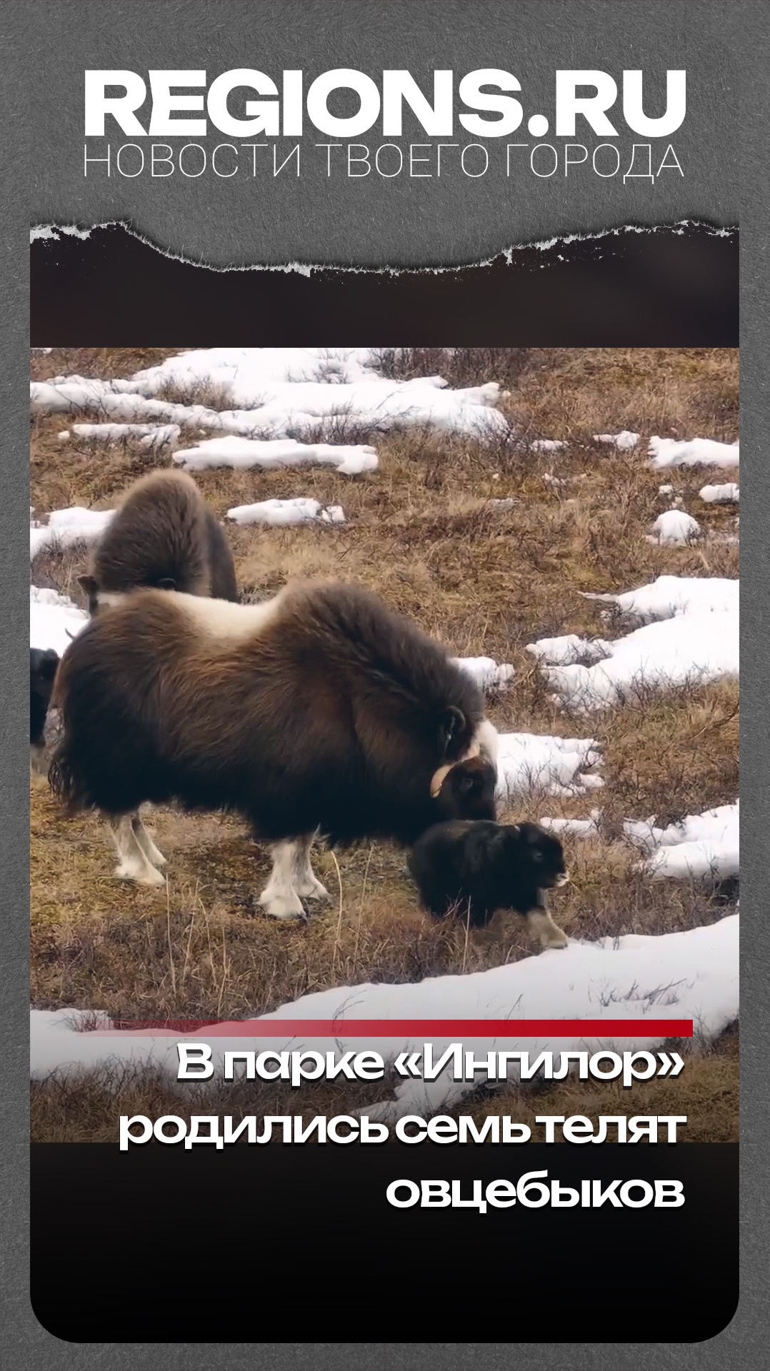 В парке Ингилор родились семь телят овцебыков