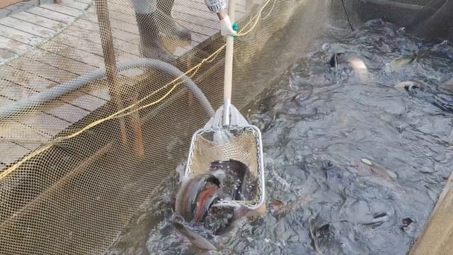 запуск форели