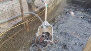 запуск форели