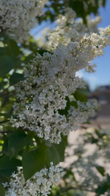 Приезжайте в Hillside. Почувствуйте, как пахнет весна среди сосен.