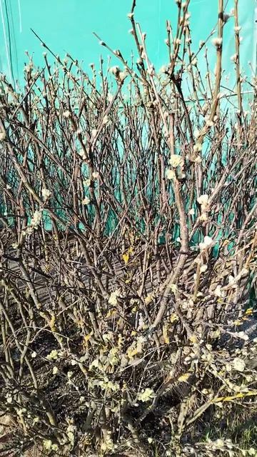 Весенний блюз