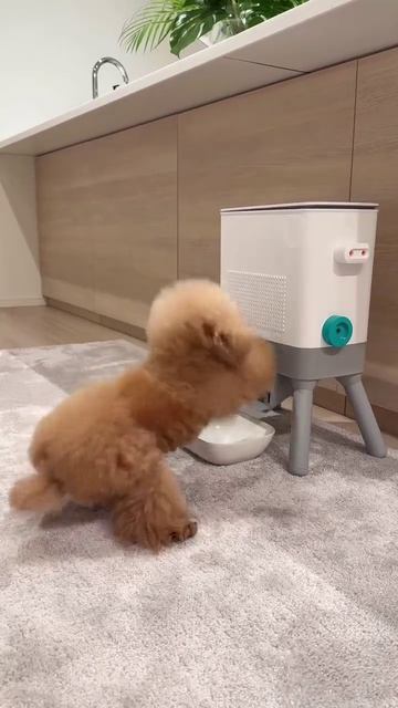 video_2026-03-03_10-07-06