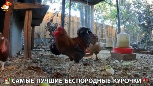 Цыплята и Курочки селяночки лучшие беспородные несушки 🥚 (469)
