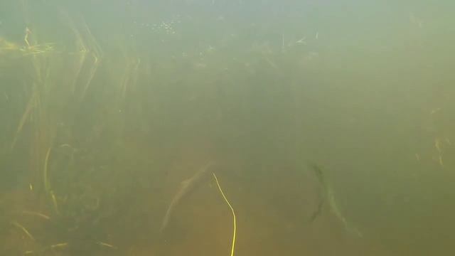 Подводная охота на реке. Щучий день.