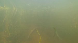 Подводная охота на реке. Щучий день.