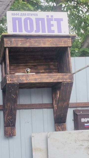 Орешки, семечки, водичка...
#кафеполёт #вкусняшки #помощьживотным #БелыйАнгел #птицы