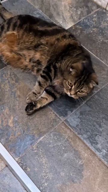 И ТАК КАЖДОЕ УТРО😻ВСЕ ДЕЛАЕМ ВМЕСТЕ  #cat  #моякошка #чесси