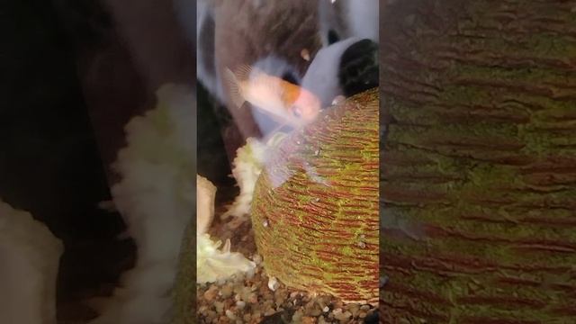 Продолжение следует....