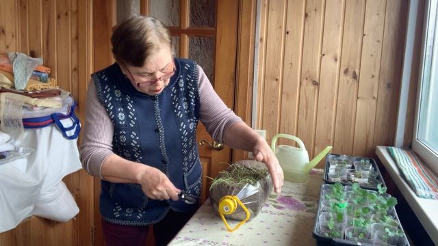 Пересадила викторию. Постригла лук.