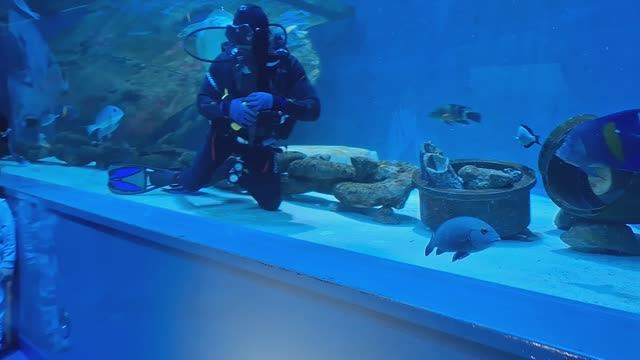 Арабские Эмираты, Шарджа. Океанариум. Красиво, интересно. Всем понравилось. Куда поехать с детьми.