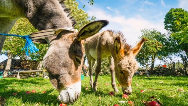 Как Вяленький цветочек отомстил ослу. Жаба на очереди