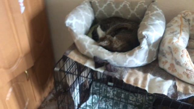 День доброго стольника