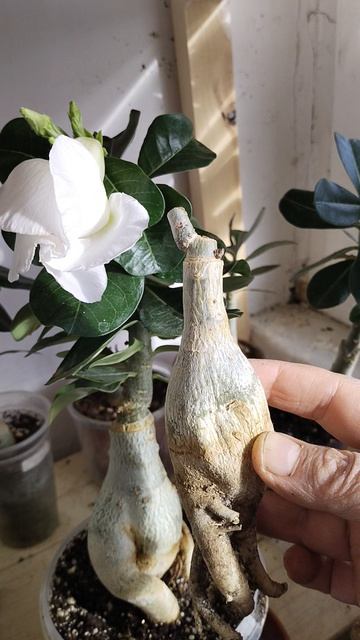 Из жизни адениумов... #адениум #люблюцветы