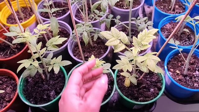 24.04.2024 обзор рассады, покупка однолетников и их посадка