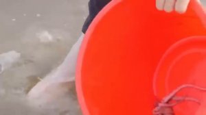 Небольшая глава "поймай большую течь в море", чтобы стать свидетелем нереста пояса