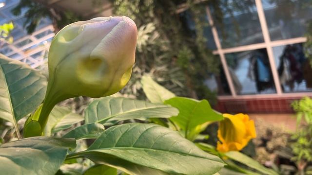 Бродилка по оранжерее Минского ботанического сада