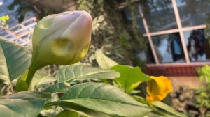 Бродилка по оранжерее Минского ботанического сада