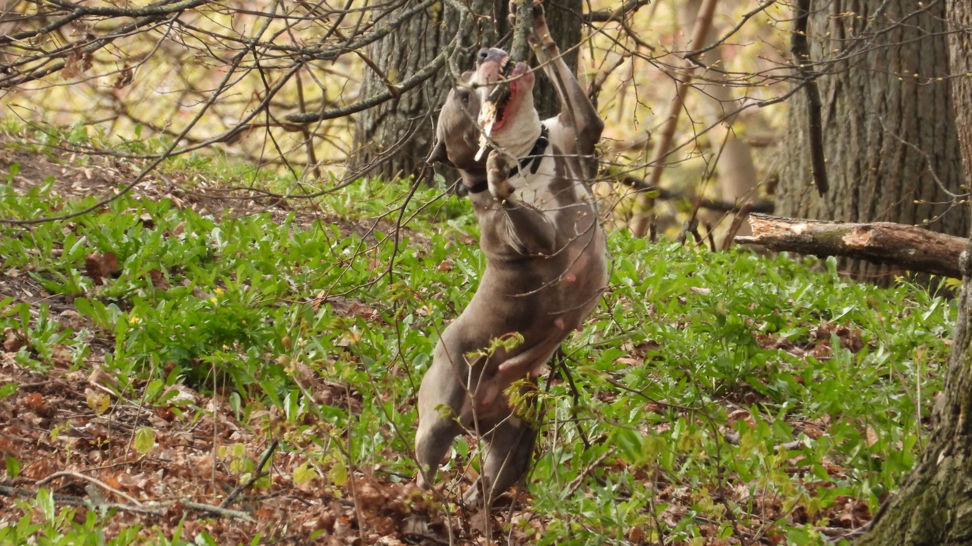 Собака Питбуль, без намордника и поводка, хозяина поблизости нет.