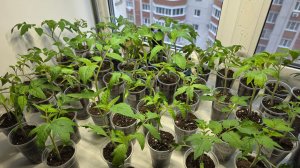 ОБЗОР РАССАДЫ В КВАРТИРЕ 24 АПРЕЛЯ 2026 + БОЛТАЛКА.