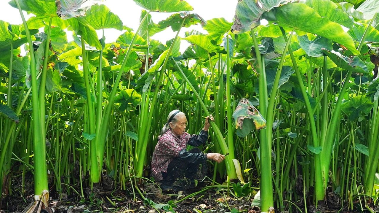Саженцы дикорастущего таро. Бабушка замариновала 200 килограммов. И оно не испортится в течение года