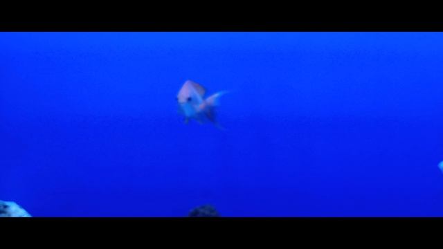 океанариум