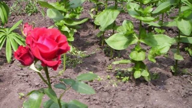 Цветочный сон. рассказ.