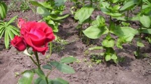 Цветочный сон. (рассказ).