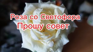 Неадекваты на дорогах // Роза со Светофора.. Прошу совет
