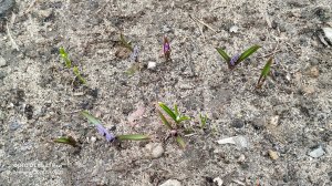 ПОЗДРАВЛЯЮ С ДНЁМ РОЖДЕНИЯ НАТУСЮ ВОВСЕ НЕ ЯГУСЮ 24-04-2026