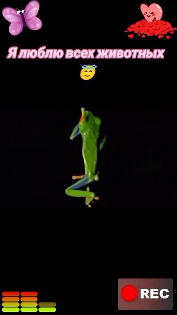 Животные приколы и не только😅