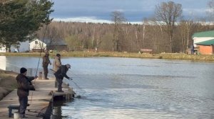 Форель на спиннинг