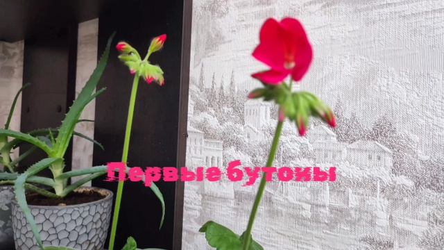 Первые цветы на балконе.