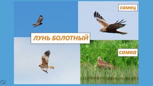 Хищные птицы - луни болотные в брачный период, полёты
