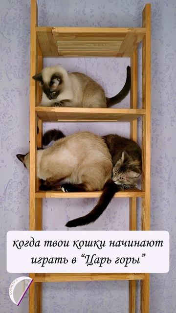 Ненси, Сюзана и Сатана #косметика #бизнес #котики #крафт #стартап #мотивация