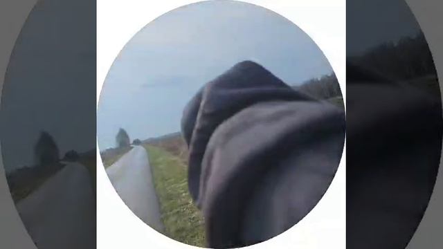 Утро встретил косуль