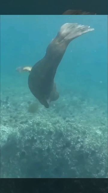 остров Монерон Сахалинская область