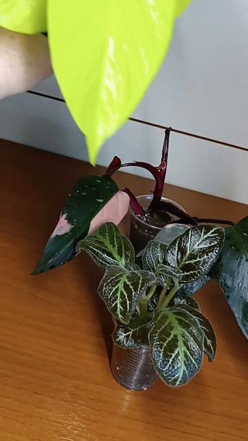 Видео для Авито 🌸 Розовая принцесса, Ребро Адама и Неон 💛