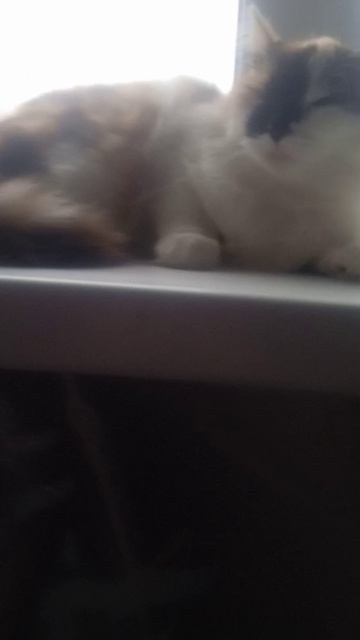 кошка Анжела привет а