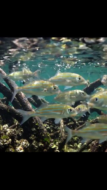 #подводныймир #аквариумныймир #водныеэкосистемы #наукаобокеане #глубиныокеана #мирподводнойприроды