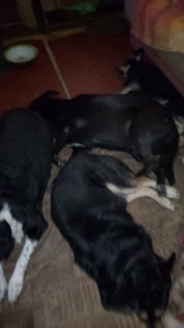 Нас опять бомбили .  Собаки сгруппировались: не любят громких звуков и запаха горящей нефти.