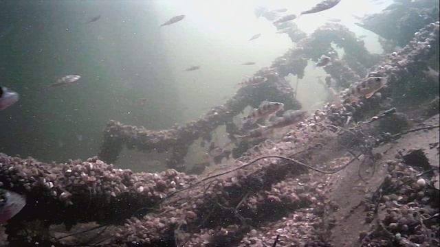 1000015988.mp4Волга гл.2м.24.04.2026г.