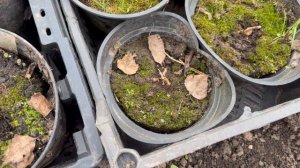 На дачу. Холодно, ничего не растет. Гасек дома болеет. В Баню