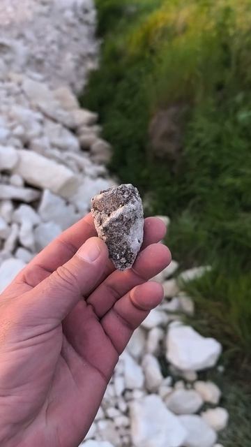 Strombus sp 2026 04 24