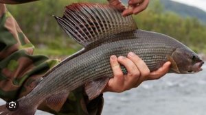 Охота и Рыбалка 2026 в Тайге ЛОВЛЯ ХАРИУСА по ДЕДОВСКИ Норка Чага Сибирь Гадюка Выживание Лес Рыба