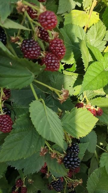 83bcd4b8-4bb4-494a-aa5e-af9905564ef4-1_all_16663.mp4