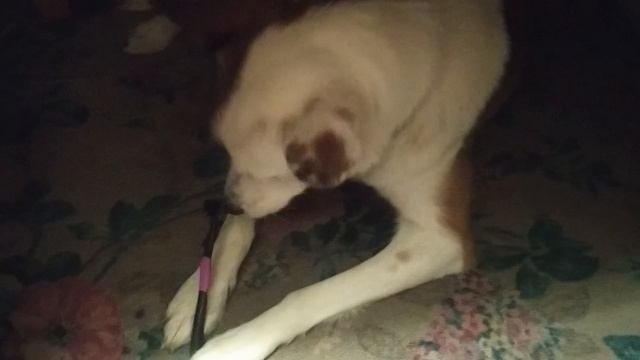 Собака чистит зубы