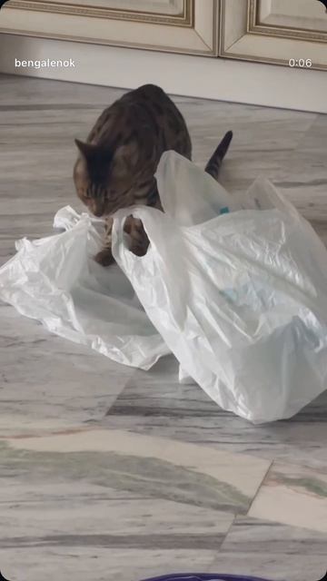 #бенгал #бенгальскийкот