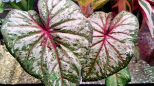 Пересадка каладиумов и хойи в кокосовый субстрат